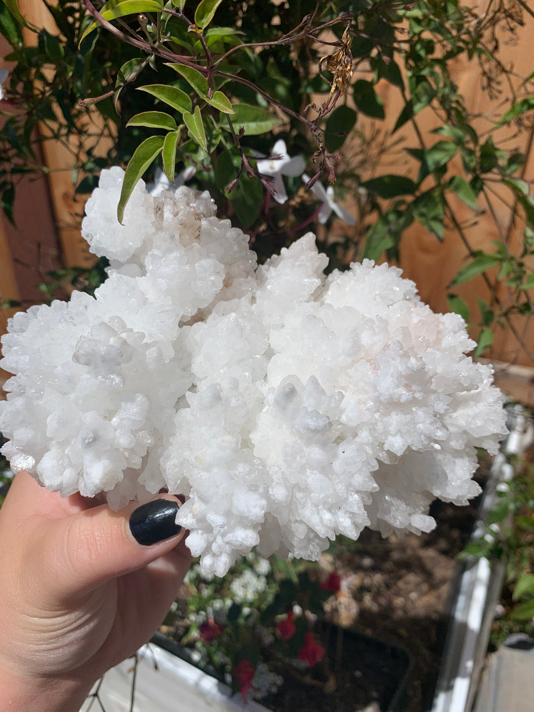 Large White Aragonite A (50% off)