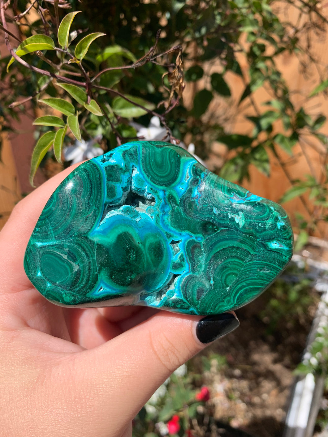 Large Malachite B (40% off)