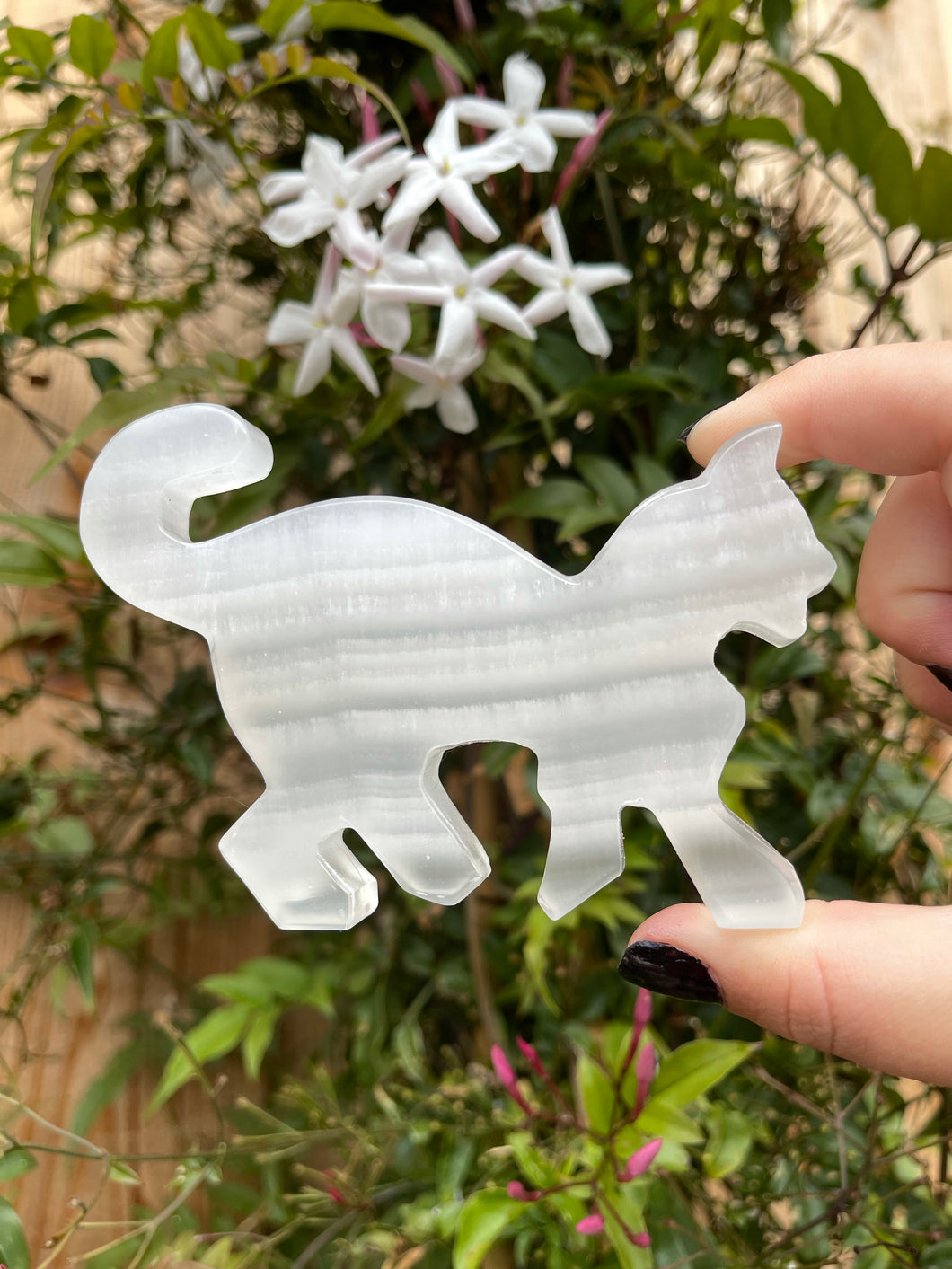 White Onyx Cat B